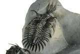 Triple Spiny Walliserops Trilobite Specimen - Timrzit, Morocco #354605-15